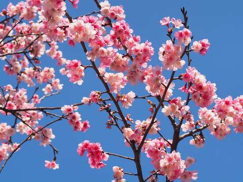 粉嫩櫻花特寫,寒櫻揭開指南櫻花季序幕。(圖片來源:臺北市政府工務局大地工程處)