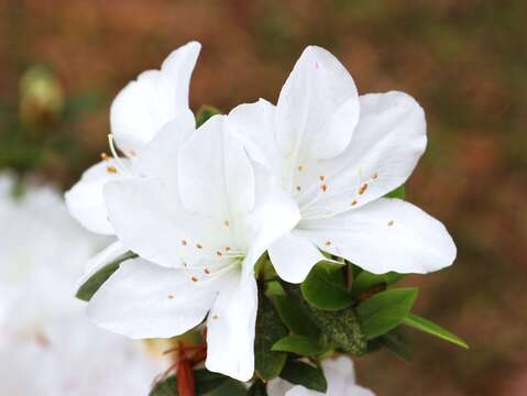 白琉球杜鵑是整片豔麗杜鵑花海中的獨特存在,白色花瓣中、花心帶有青黃色斑點。(圖片來源:臺北市政府工務局公園路燈工程管理處)