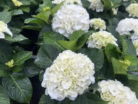 純白色的「ICE BOY」繡球花,您在杜鵑花心可以找到他的蹤跡(圖片來源:臺北市政府工務局公園路燈工程管理處)