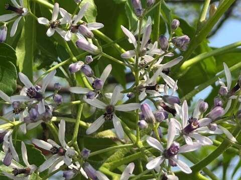 淡紫色花朵細緻迷人（圖片來源：臺北市政府工務局公園路燈工程管理處）