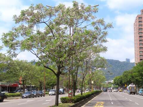 大業路苦楝樹開，這群「森林魔術師」四季分明（圖片來源：臺北市政府工務局公園路燈工程管理處）