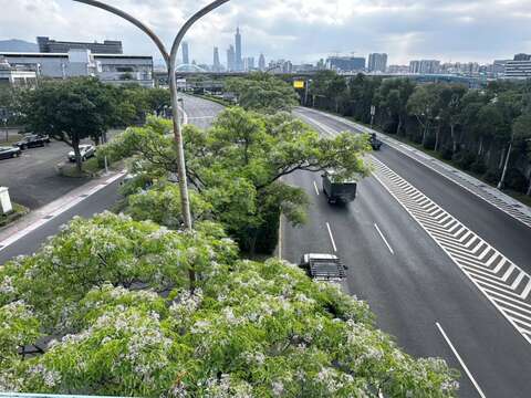 臺北正吹起優雅的「紫暴」旋風（圖片來源：臺北市政府工務局公園路燈工程管理處）