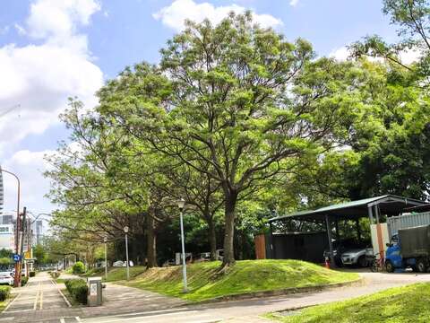 大業路苦楝樹開（圖片來源：臺北市政府工務局公園路燈工程管理處）