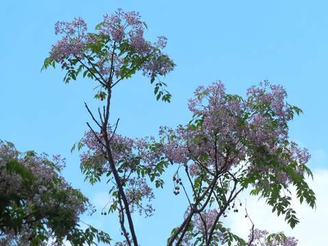 苦楝樹開花（圖片來源：臺北市政府工務局公園路燈工程管理處）