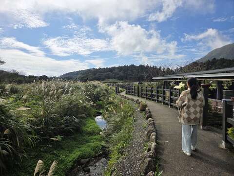 頂湖海芋步道（圖片來源：臺北市政府工務局大地工程處）