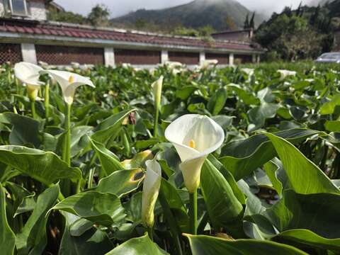 海芋田-近拍（圖片來源：臺北市政府工務局大地工程處）