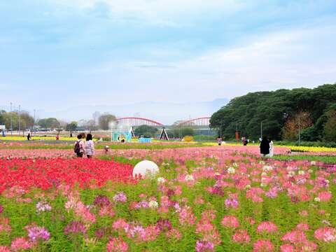 240,000 Flowers Bloom into a Stunning Sea of Flowers at Guting Riverside Park, Taipei’s Own “Provence.”