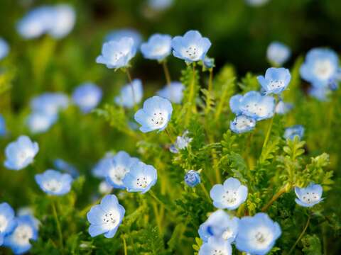 240,000 Flowers Bloom into a Stunning Sea of Flowers at Guting Riverside Park, Taipei’s Own “Provence.”