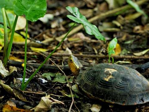 From “Concrete Ditch” to “Ecological Corridor”: One Year After the Zhinan River Bank Restoration Project, Results Shine as the Endangered Yellow-margined Box Turtle Reappears