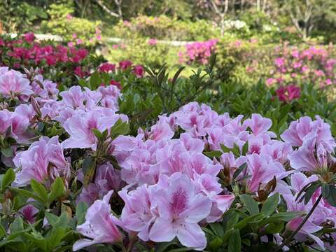 杜財花鋪展出柔和粉色花海,層層堆疊,宛如春日浪漫的底色（圖片來源：臺北市政府工務局公園路燈工程管理處）