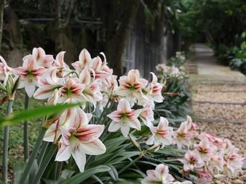 花形碩大、色彩飽滿的孤挺花（圖片來源：臺北市政府工務局公園路燈工程管理處）