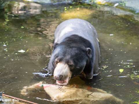 馬來熊熊霸泡水(攝於臺北市立動物園)(圖片來源:臺北市立動物園)