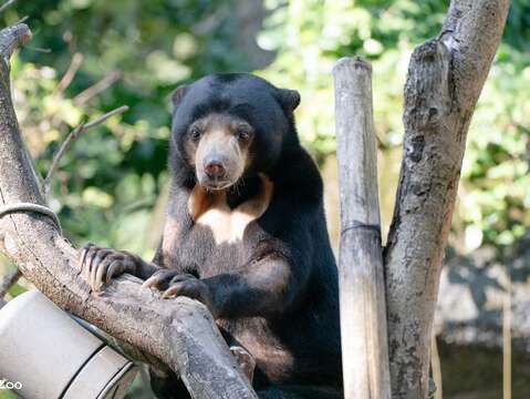 馬來熊小熊妹爬樹(攝於臺北市立動物園)(圖片來源:臺北市立動物園)
