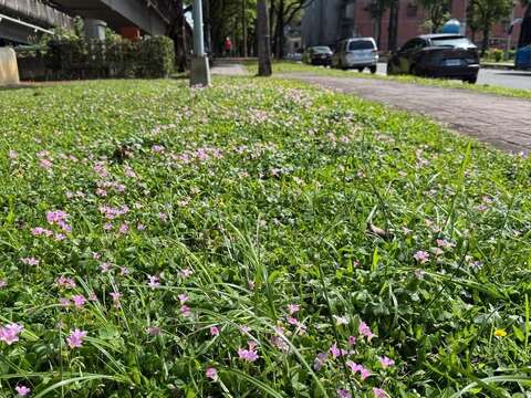 週美綠地紫花酢醬草近拍(圖片來源:臺北市政府工務局公園路燈工程管理處)