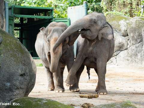 亞洲象聞到非洲象的糞便反應明顯。(圖片來源:臺北市立動物園)