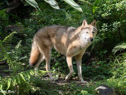 灰狼蘿拉與世長辭，動物園對蘿拉的離去深感不捨（圖片來源：臺北市立動物園）