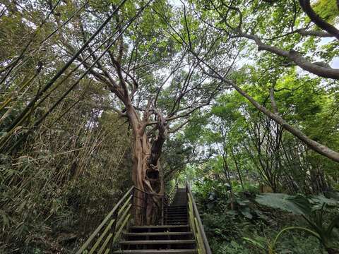 木棧道-大樹（圖片來源：臺北市政府工務局大地工程處）