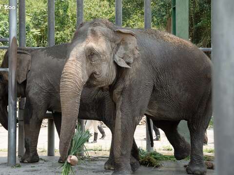 亞洲象「友愷」抵達非洲動物區後和「友信」會合，不時鳴叫、觸碰象鼻溝通。（圖片來源：臺北市立動物園）