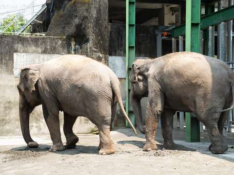 今天上午11點多亞洲象「友信」、「友愷」先後平安抵達非洲動物區。（圖片來源：臺北市立動物園）