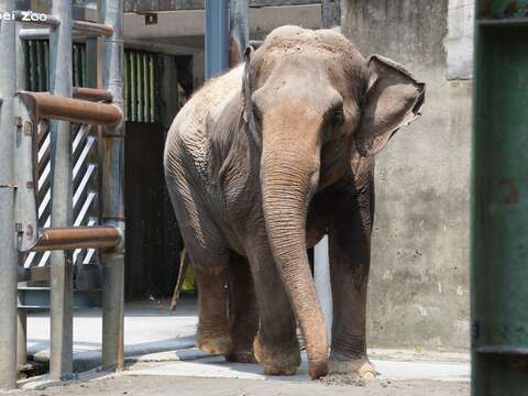 先抵達非洲動物區後的亞洲象「友信」遲疑了一下才走出貨櫃。（圖片來源：臺北市立動物園）