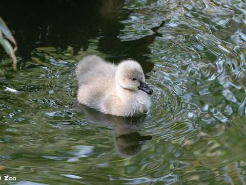 Black Swan Chicks Being Raised in the Tropical Rai