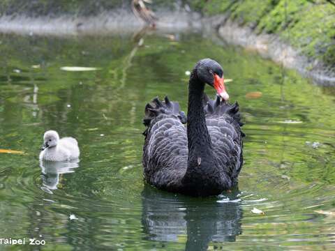 Black Swan Chicks Being Raised in the Tropical Rai
