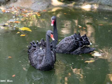 Black Swan Chicks Being Raised in the Tropical Rai