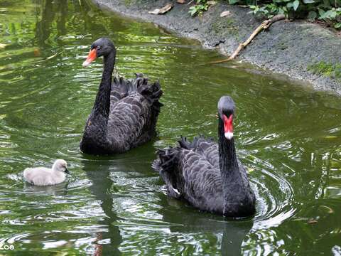 Black Swan Chicks Being Raised in the Tropical Rai