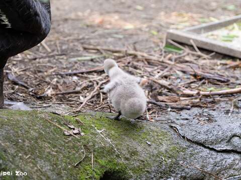 Black Swan Chicks Being Raised in the Tropical Rai