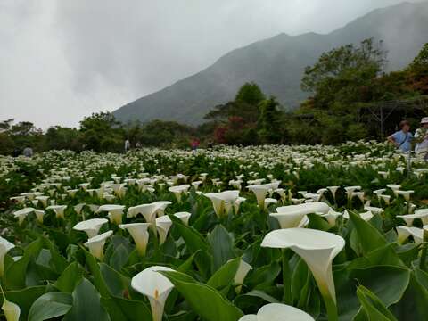 竹子湖海芋風景-吸引遊客前來參觀(圖片來源:臺北市政府產業發展局)