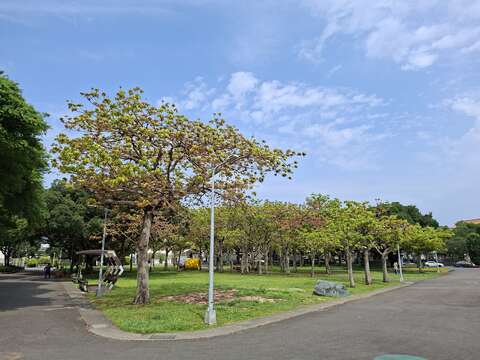 新生公園種植多株掌葉蘋婆，在夏日提供綠蔭，達到遮陽避暑的作用。（圖片來源：臺北市政府工務局公園路燈工程管理處）