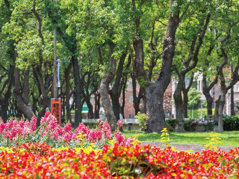 圖3.仁愛路林蔭大道呈現多元的複層栽植生態