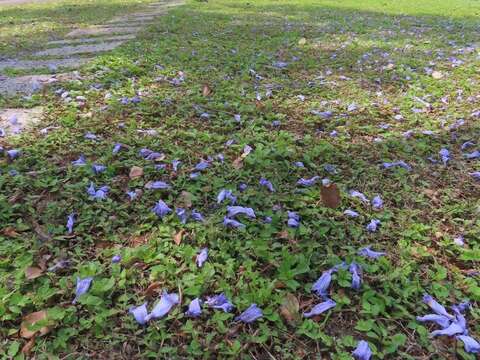 天母浪漫亭藍花楹落花繽紛（圖片來源：臺北市政府工務局公園路燈工程管理處）