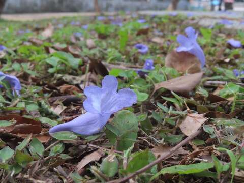 天母浪漫亭藍花楹落花繽紛-近拍（圖片來源：臺北市政府工務局公園路燈工程管理處）