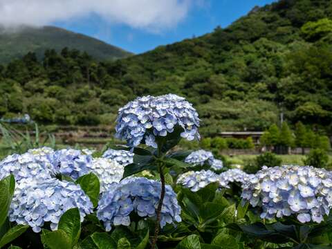 繡球花季（圖片來源：臺北市政府工務局大地工程處）