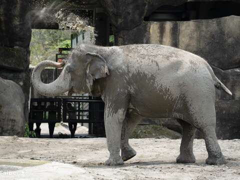 亞洲象友信吸起泥漿噴灑背部。(圖片來源:臺北市立動物園)