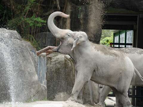 亞洲象們首次到非洲動物區戶外活動,就捲起沙土往身上灑。(圖片來源:臺北市立動物園)