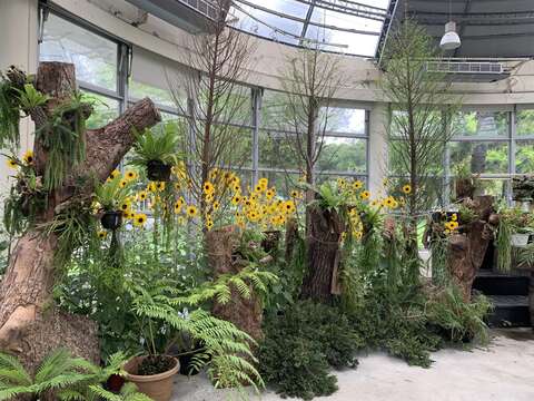 「綠金國度:蕨類與石杉植物特展」以「生態縮景」概念打造原生棲地氛圍,透過苔蘚、蕨類與附生植物的共構配置,搭配枯木與岩石,重現森林林床與溪谷濕地的自然景觀(圖片來源:臺北市政府工務局公園路燈工程管理處)