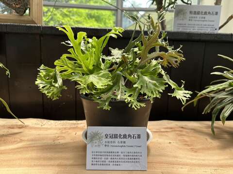 「皇冠級化鹿角石蕨」結合了鹿角石蕨的多分叉特性,葉端像華麗的皇冠,有雕塑之美(圖片來源:臺北市政府工務局公園路燈工程管理處)
