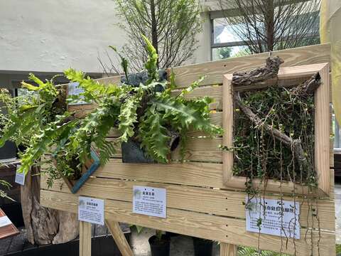 將生命力旺盛的石松、石蕨或樹蕨,仿效原生態生長習性,讓羽葉或氣生根自然垂落於碳化板上,呈現「立體山水」的栽培美學(圖片來源:臺北市政府工務局公園路燈工程管理處)