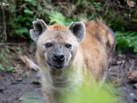 臺北市立動物園照養的斑點鬣狗是世界上四種鬣狗之一。(圖片來源:臺北市立動物園)