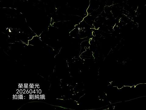 賞螢季開跑前,志工團隊就已經入池拍攝第一手生態池螢況。(圖片來源:臺北市政府工務局公園路燈工程管理處)