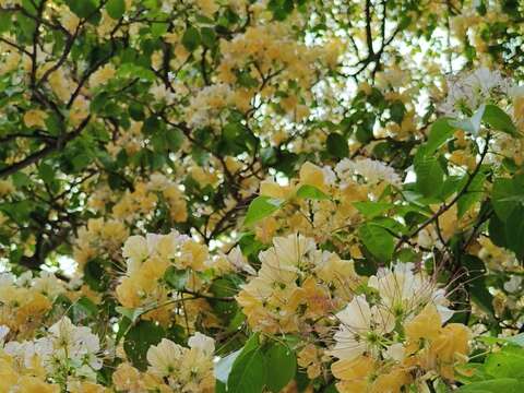 加羅林魚木花朵細長花絲向外綻放，隨風輕動，展現柔美且富層次的自然景觀（圖片來源：臺北市政府工務局公園路燈工程管理處）