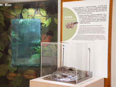 到動物園兩棲爬蟲動物館參觀,說不定還有機會聽到魚池琴蛙登登登登登如同撥動琴弦般的特殊蛙鳴!(圖片來源:臺北市立動物園)
