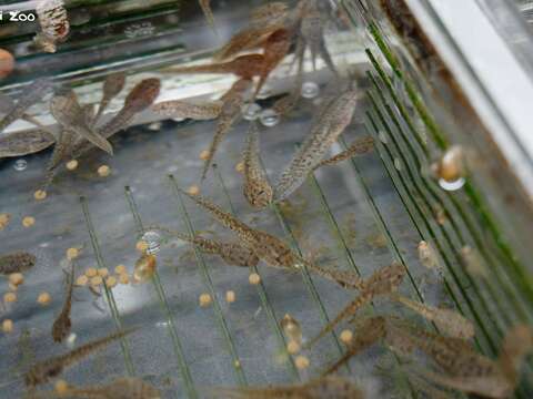 臺北市立動物園參與農業部林業及自然保育署瀕危動物保育行動計畫,與生物多樣性研究所合作執行移地復育,將野外乾涸棲地的蝌蚪帶回園內照養。(圖片來源:臺北市立動物園)