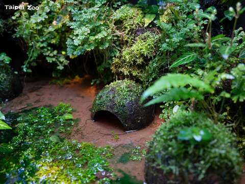 照養團隊為此特別配置了潮濕、鬆軟且具黏性的土壤,搭配植栽提供多層次的空間,設置自動灑水系統維持濕度,並巧妙運用椰子殼倒扣作為遮蔽環境。(圖片來源:臺北市立動物園)