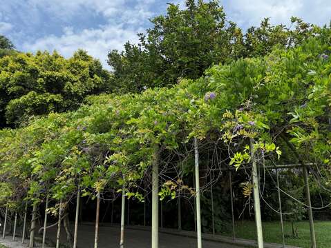 炮仗花廊道已過花期,但還有些許藤蔓花悄然點綴其間。(圖片來源:臺北市政府工務局公園路燈工程管理處)