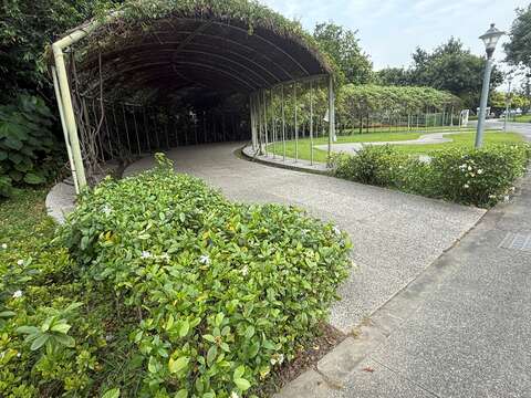 梔子花為圓山公園在初夏新增一抹耀眼的白色光芒。(圖片來源:臺北市政府工務局公園路燈工程管理處)