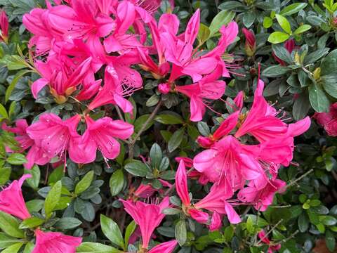 皋月杜鵑園藝品種有白色、粉紅色、暗紅色、紫色等,開花期4-6月。(圖片來源:臺北市政府工務局公園路燈工程管理處)