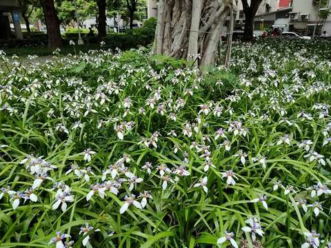 A Dreamy Purple-and-White Carpet —Brazilian Iris B